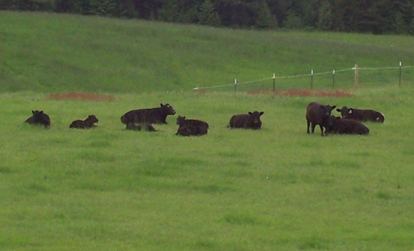 Moms and calves enjoy a nap in lush spring pasture.